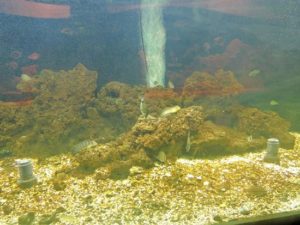 acquario laguna 2